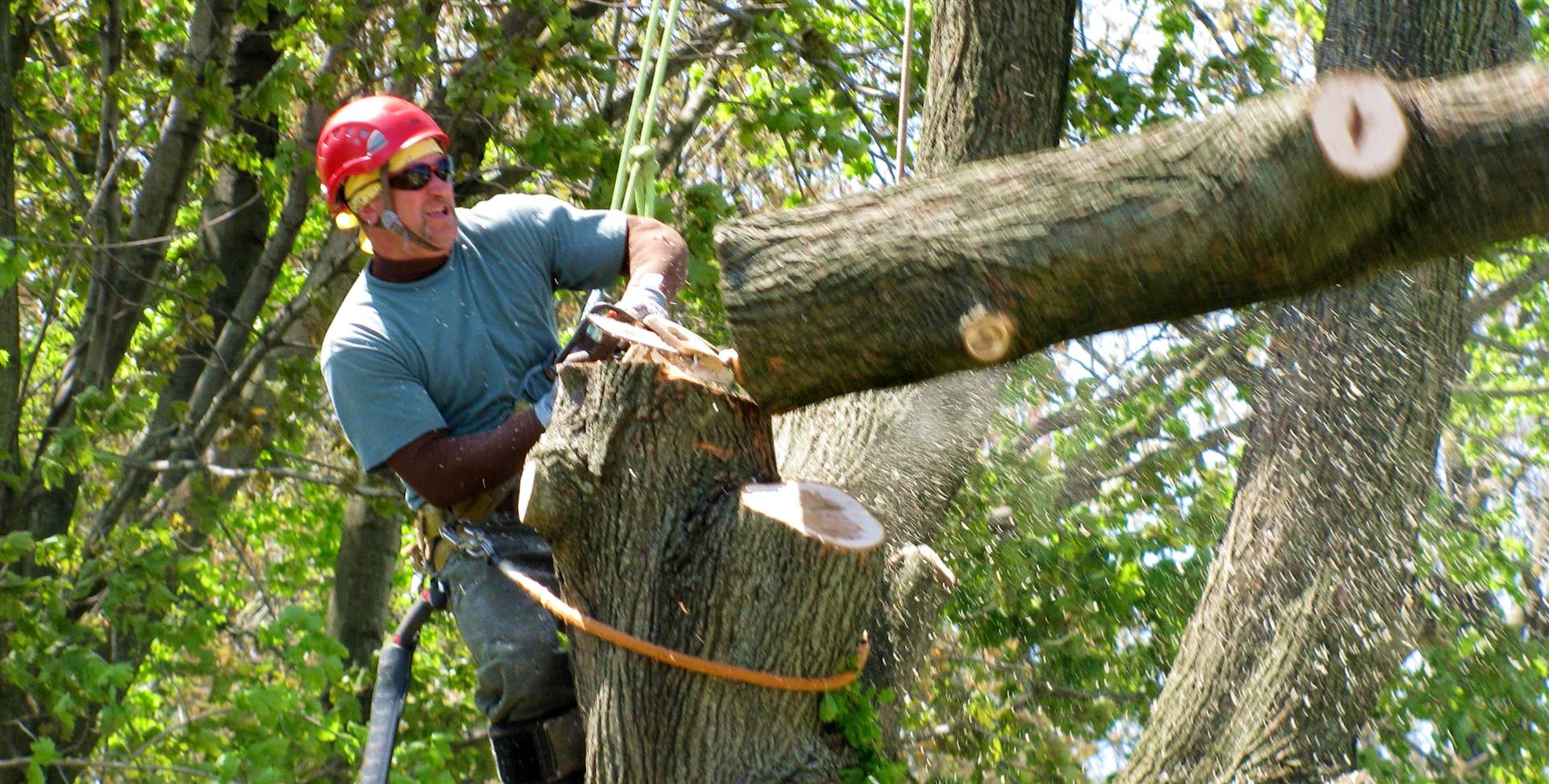 tree removal richmond